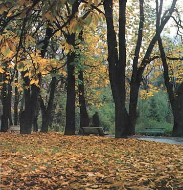 Реферат: Дерева та ліси України