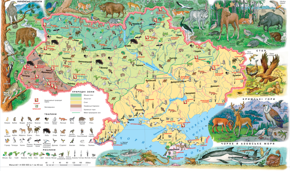 Реферат: Дерева та ліси України