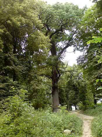 450px-Kiev_Golosiivsky_Forest_Oak_070630